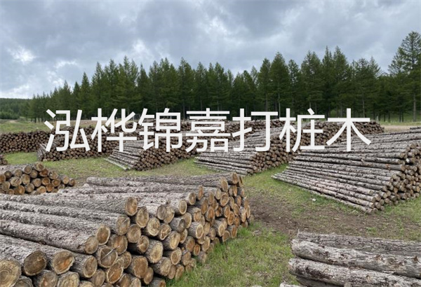 水杉養殖方法與技巧，水杉怎么養家庭養法